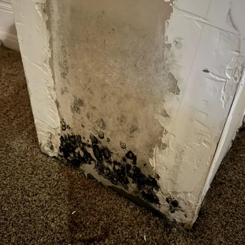 Professional Mold Removal in Tonkawa, OK